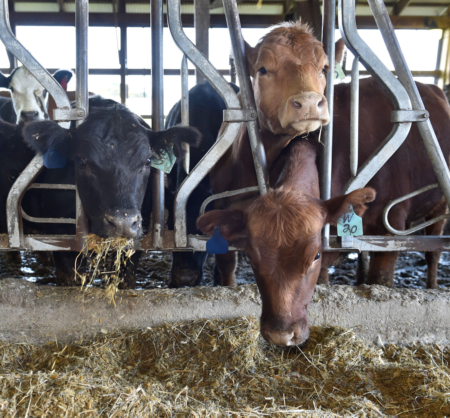 Oregon Dairy AG 6.jpg